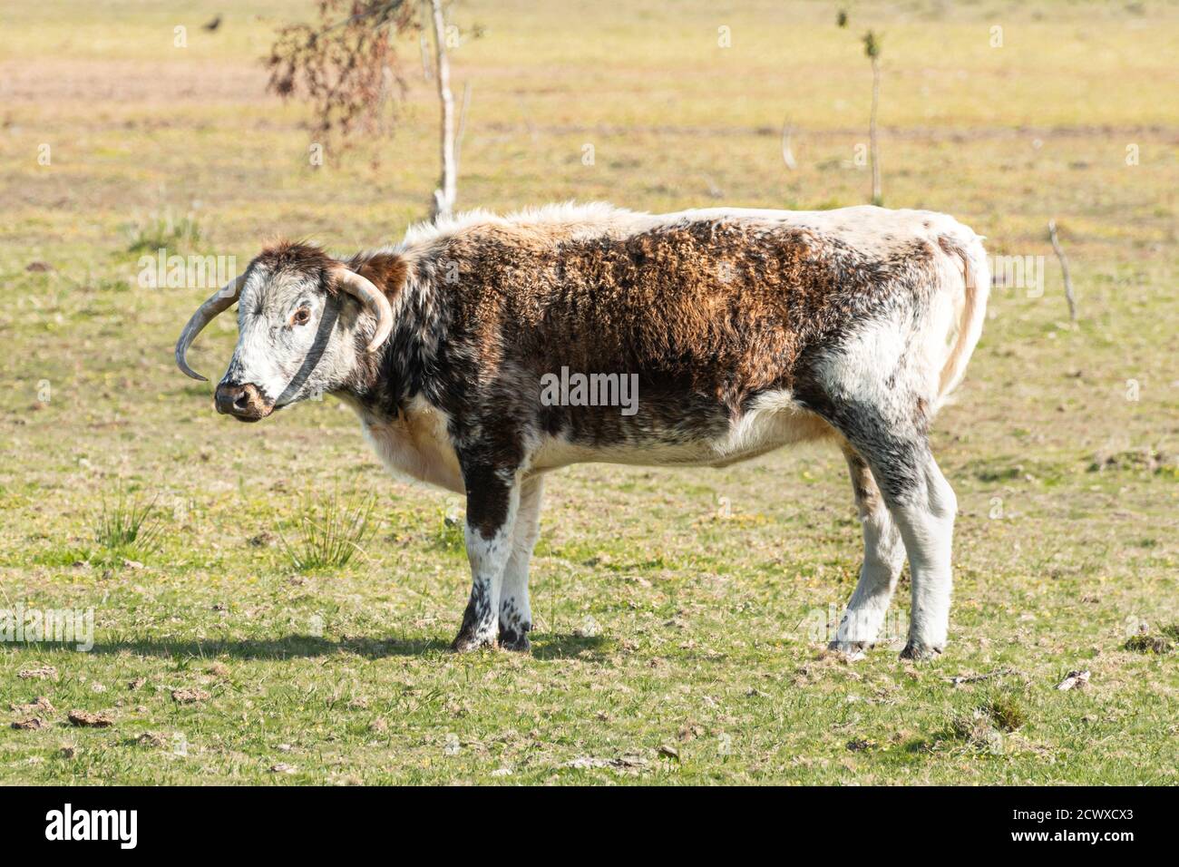 Alte englische Longhorn Kuh (früher Lancashire Rinder genannt), eine braune und weiße Rasse, Großbritannien Stockfoto
