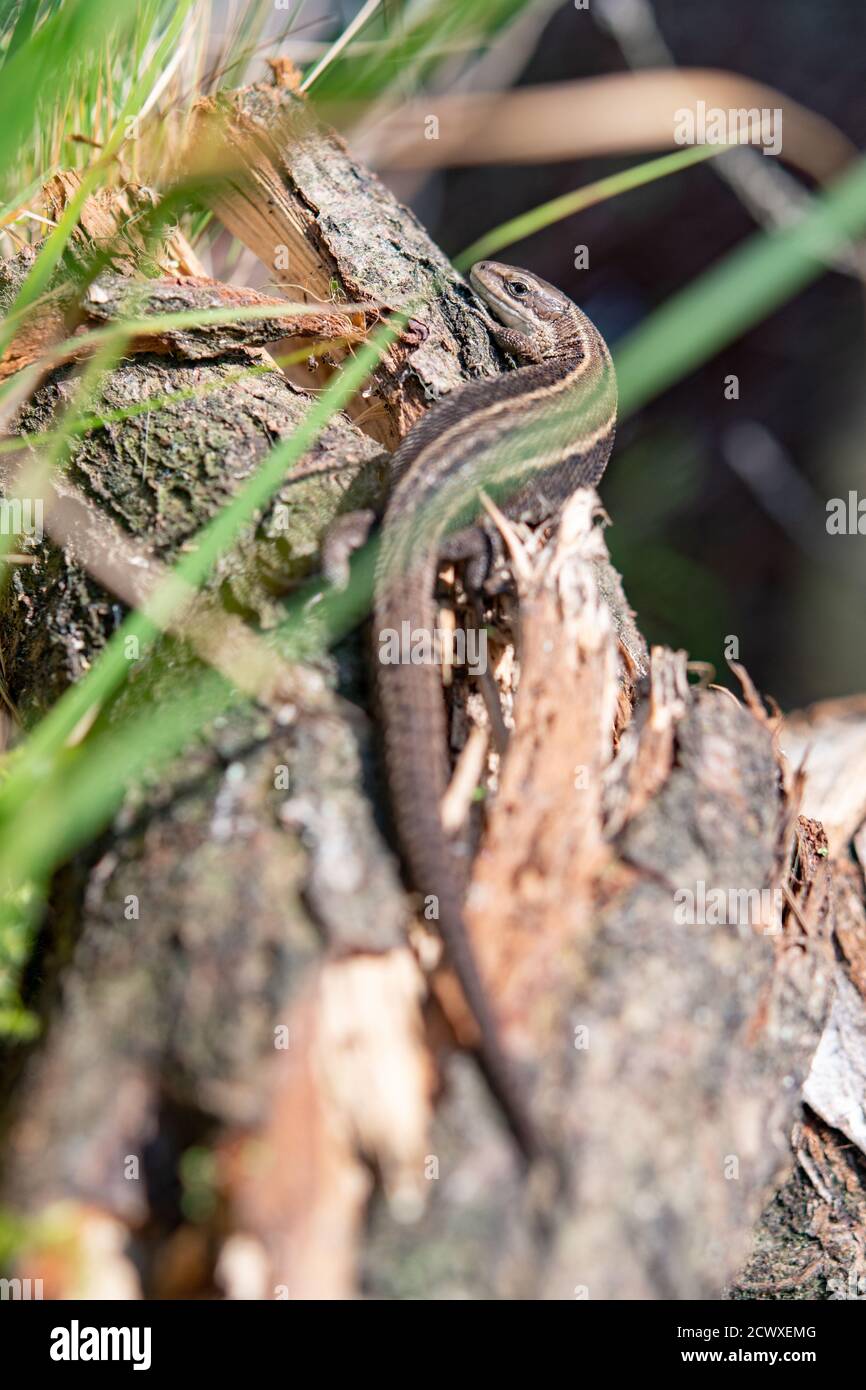 Eidechse, Zootoca vivipara Stockfoto