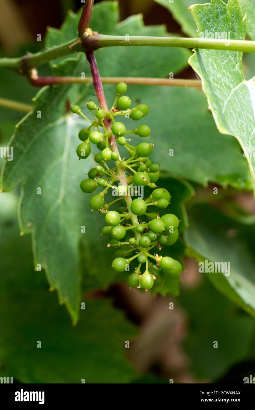 Junge Trauben (Beeren) auf der Rebe (Vitis vinifera) entwickeln sich auf einer Gartenmauer, Berkshire, Juni Stockfoto