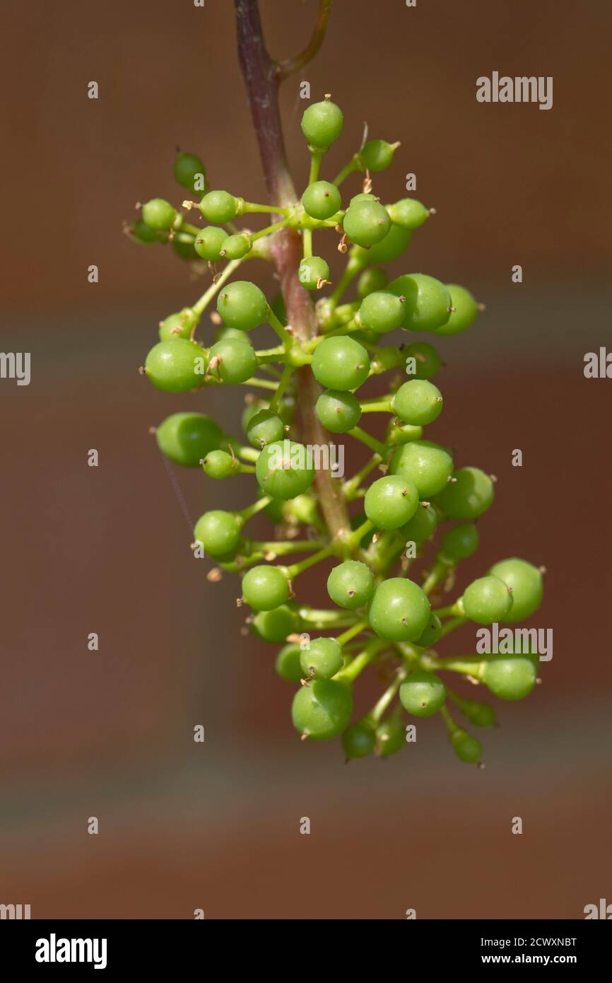 Junge Trauben (Beeren) auf der Rebe (Vitis vinifera) entwickeln sich auf einer Gartenmauer, Berkshire, Juni Stockfoto