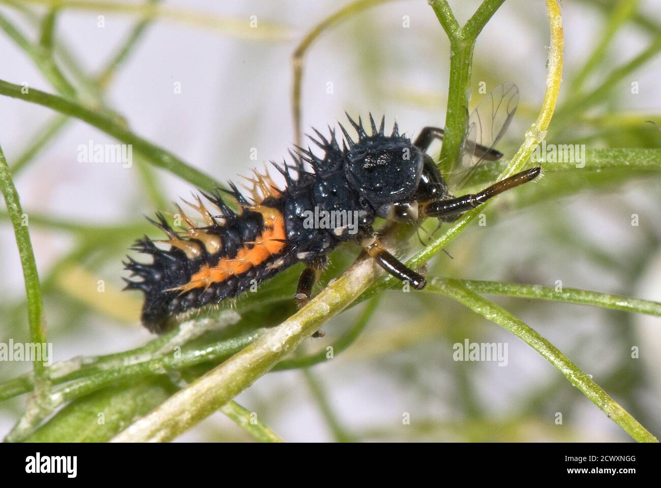Eine frühe Harlekin Marienkäfer (Harmonia axyridis) Larve, die sich von einem Blattlauspest auf Fenchelblättern ernährt, Berkshire, Juni Stockfoto