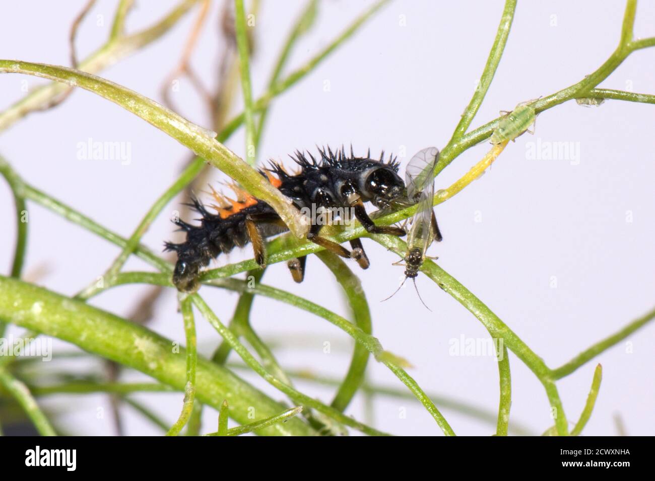 Eine frühe Harlekin Marienkäfer (Harmonia axyridis) Larve, die sich von einem Blattlauspest auf Fenchelblättern ernährt, Berkshire, Juni Stockfoto