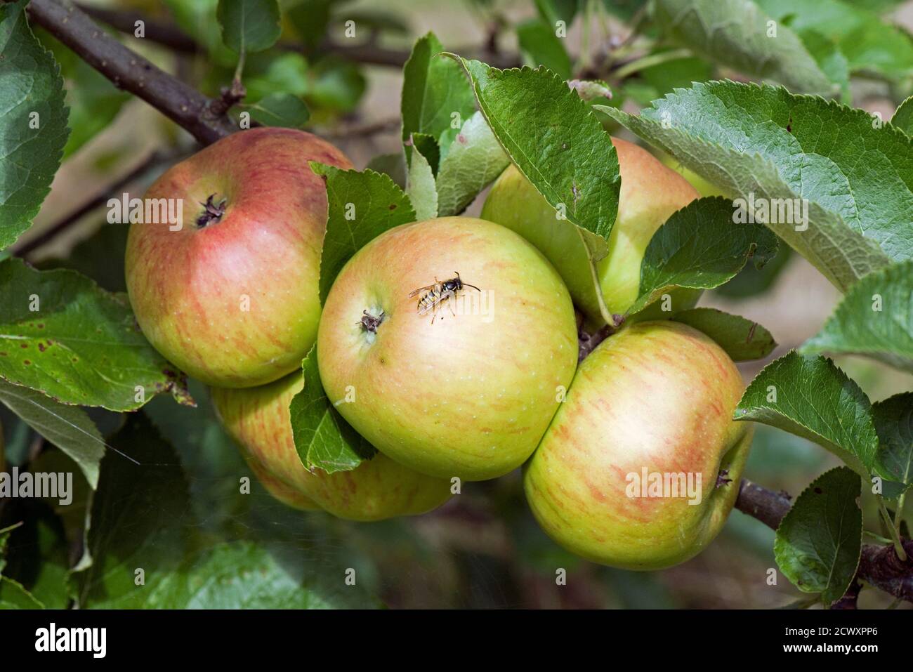 Eine europäische Wespe auf rot und grün reifen Bramley Kochen Äpfel auf dem Baum im Sommer, Berkshire, Großbritannien, August Stockfoto