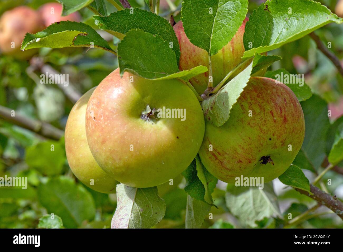 Rot und grün reifen Bramley Kochen Äpfel auf dem Baum im Sommer, Berkshire, Großbritannien, August Stockfoto