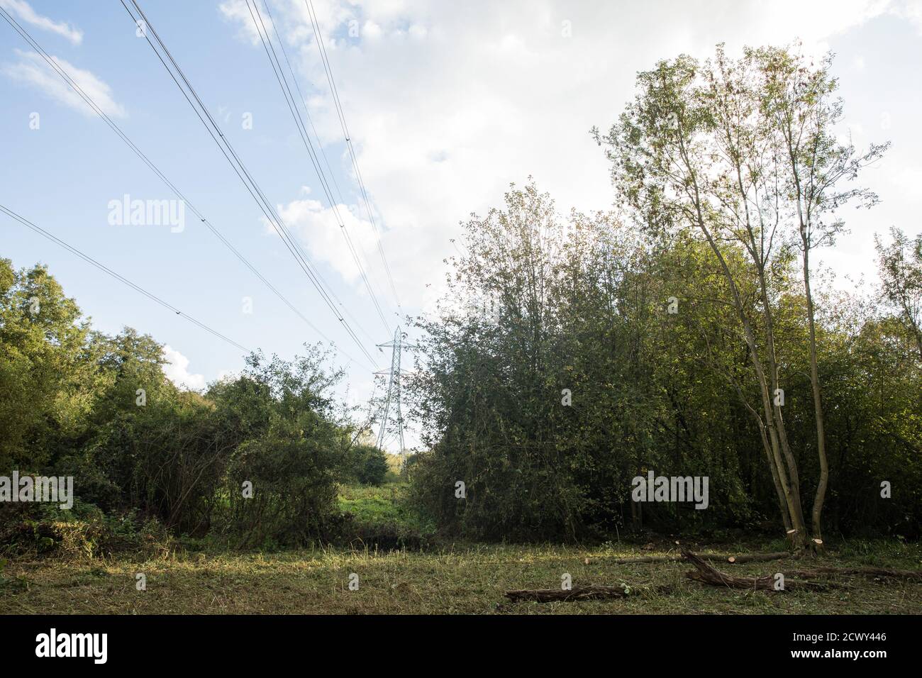 Denham, Großbritannien. September 2020. Ein Gebiet des Denham Country Park von Bäumen und Unterholz von Baumchirurgen, die im Auftrag von HS2 Ltd für Arbeiten an der HS2-Hochgeschwindigkeitsstrecke verbunden. Anti-HS2-Aktivisten, die im nahe gelegenen Denham Ford Protection Camp gegen die Zerstörung des Waldes protestieren, behaupten, dass das Gebiet des Denham Country Parks, das derzeit gefällt wird, nicht für den Abschlag angegeben ist, laut Dokumentation von HS2 Ltd. Quelle: Mark Kerrison/Alamy Live News Stockfoto