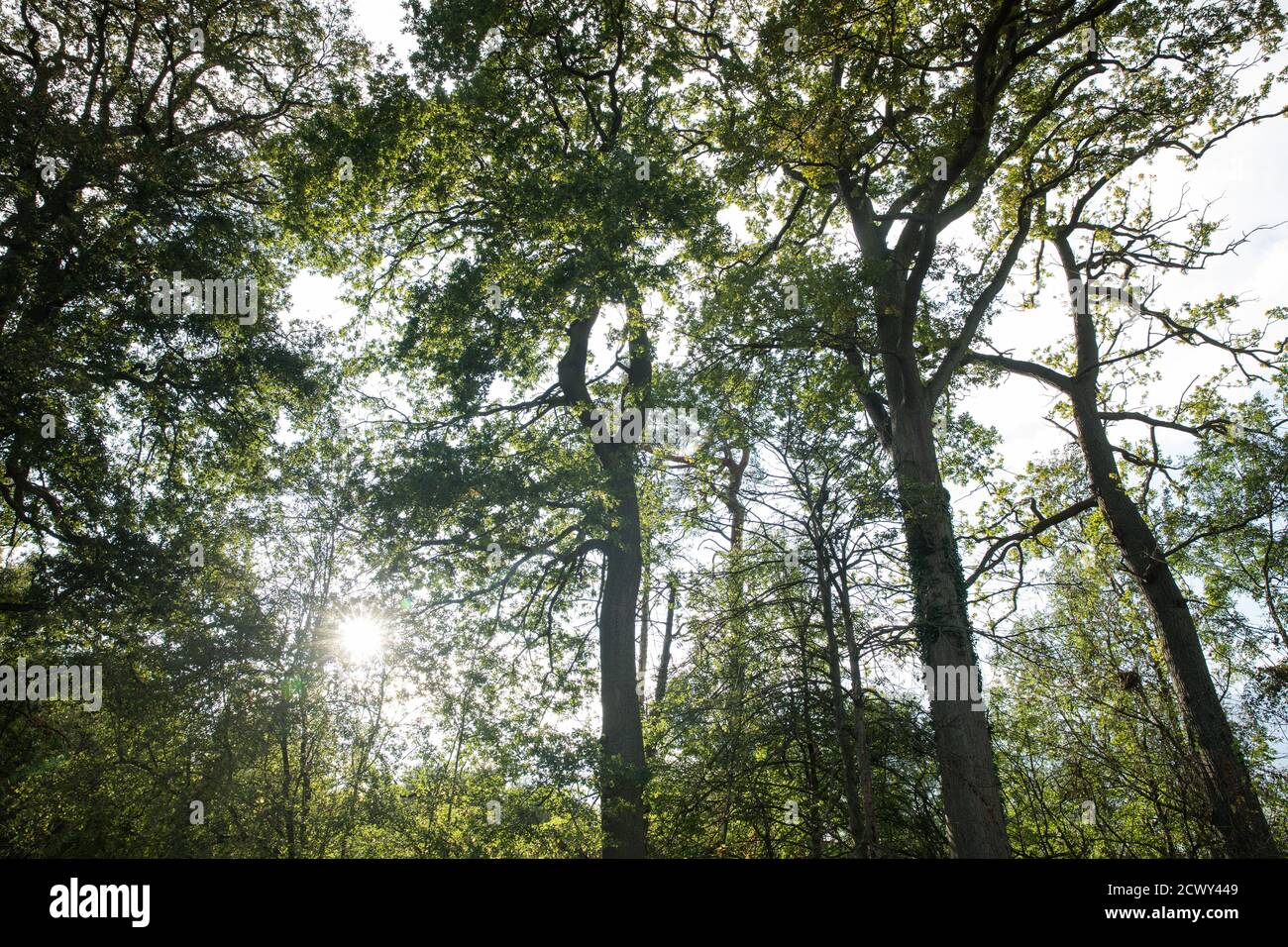 Denham, Großbritannien. September 2020. Reife Eichen stehen neben einem Gebiet des Denham Country Park, das von Bäumen und Unterholz von Baumchirurgen, die im Auftrag von HS2 Ltd für Arbeiten an der HS2-Hochgeschwindigkeitsbahnverbindung arbeiten, freigelegt wurde. Anti-HS2-Aktivisten, die im nahe gelegenen Denham Ford Protection Camp gegen die Zerstörung des Waldes protestieren, behaupten, dass das Gebiet des Denham Country Parks, das derzeit gefällt wird, nicht für den Abschlag angegeben ist, laut Dokumentation von HS2 Ltd. Quelle: Mark Kerrison/Alamy Live News Stockfoto