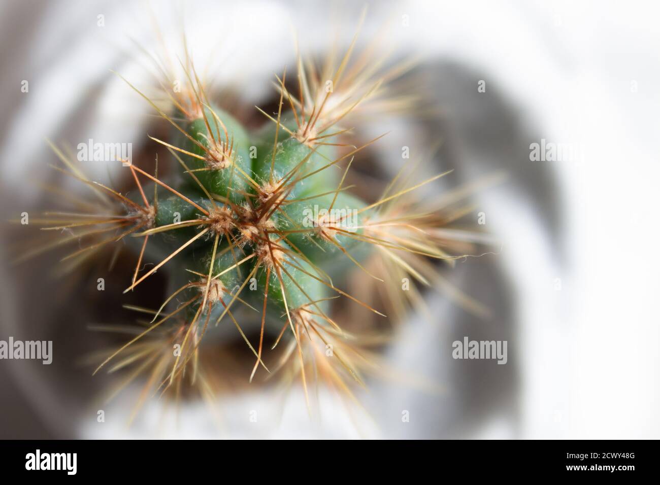Blue Fackel Kaktus Zimmerpflanze Stockfoto