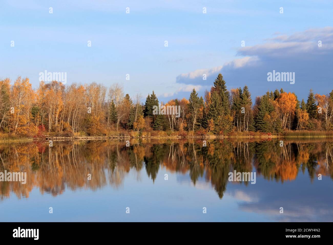 Reflexion im See der Herbstbäume am Shell Lake in Saskatchewan Kanada Stockfoto