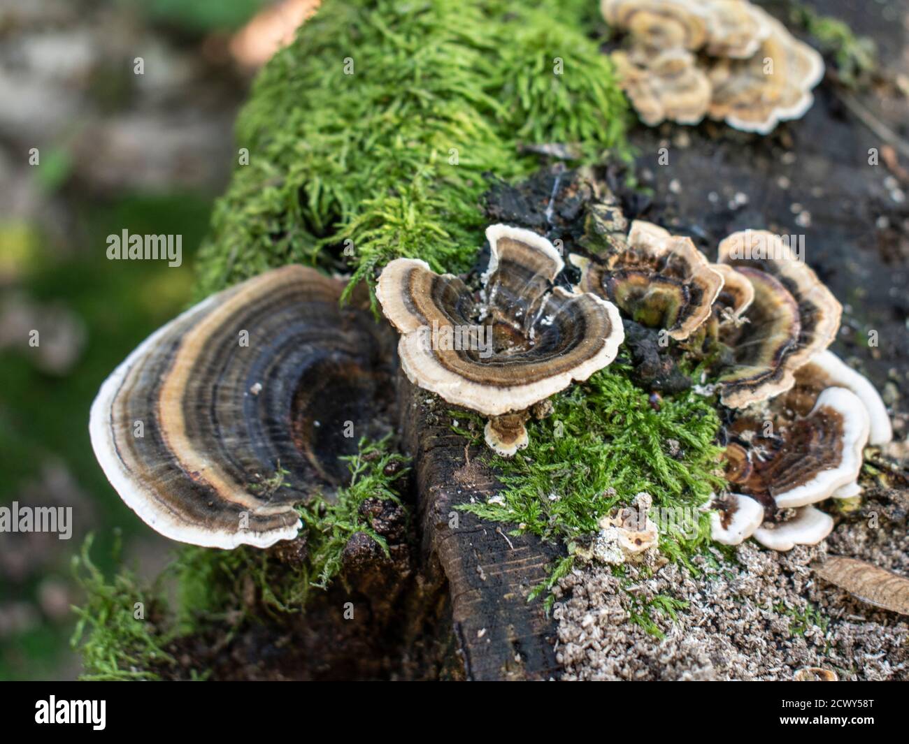 Baumpilze, Putenschwanzpilze wachsen auf dem Stumpf eines Toter Baum Stockfoto