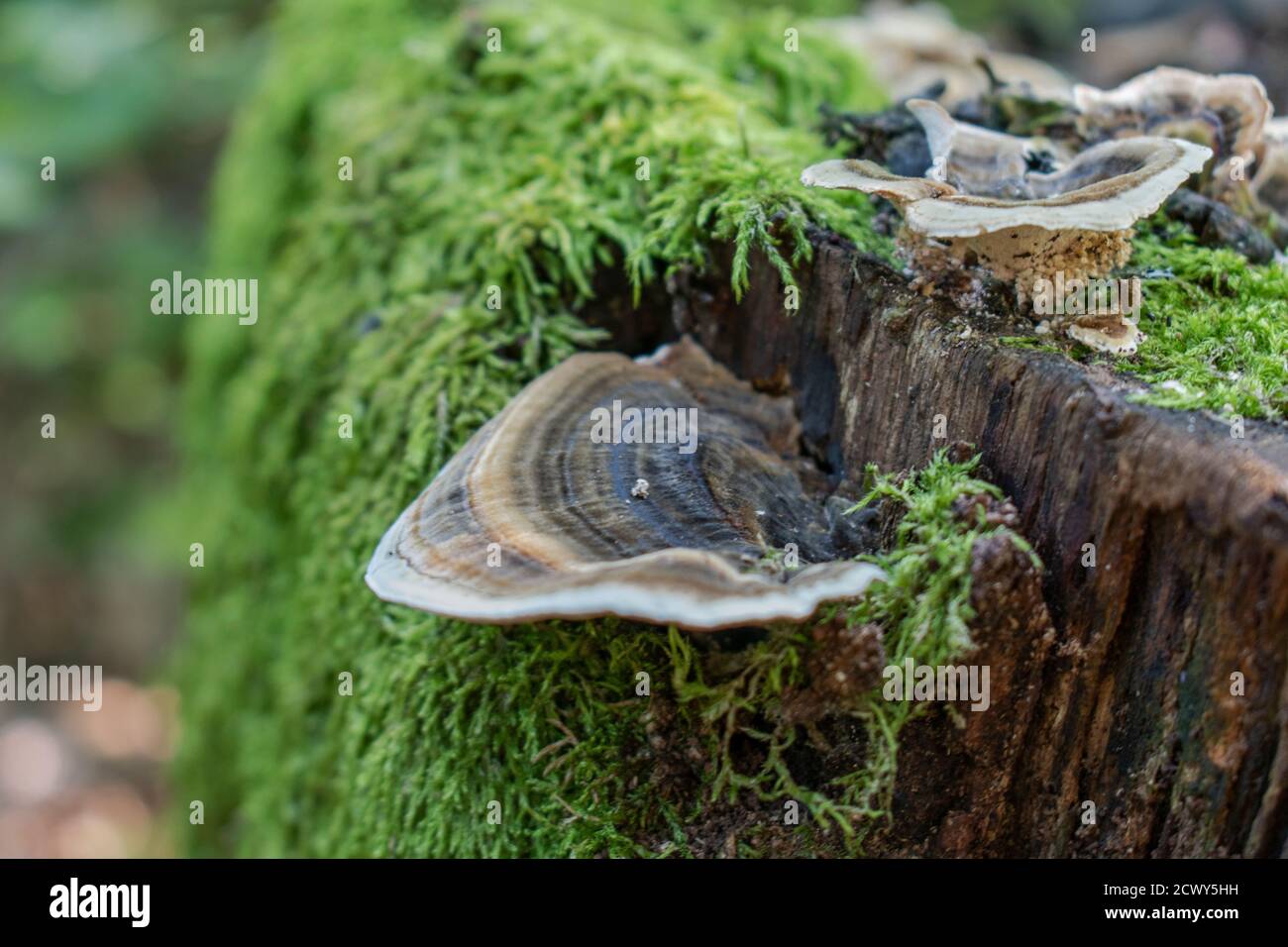 Baumpilze, Putenschwanzpilze wachsen auf dem Stumpf eines Toter Baum Stockfoto