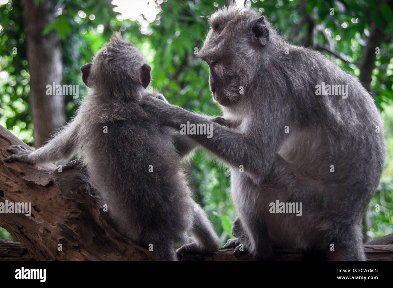 Krabbenfressende Makaken aus Bali, Indonesien Stockfoto