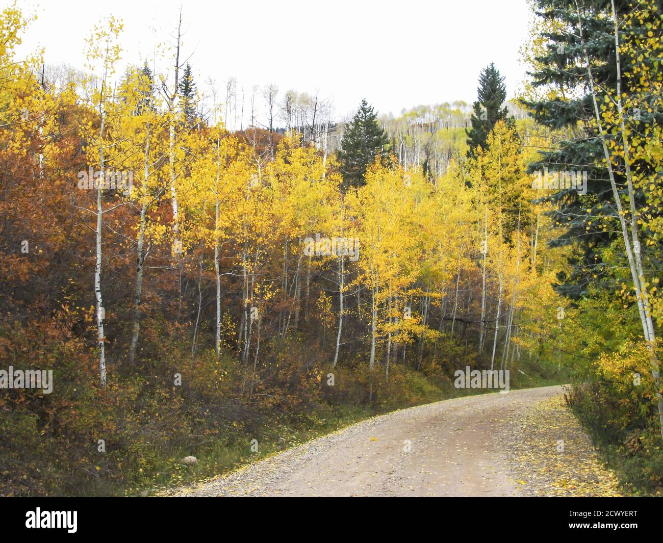 Eine unbefestigte Straße, die sich im Herbst durch einen goldgelben Aspen-Hain schlängelt, mit ein paar hohen Douglas-Firs in den La Sal Mountains, Utah, USA Stockfoto