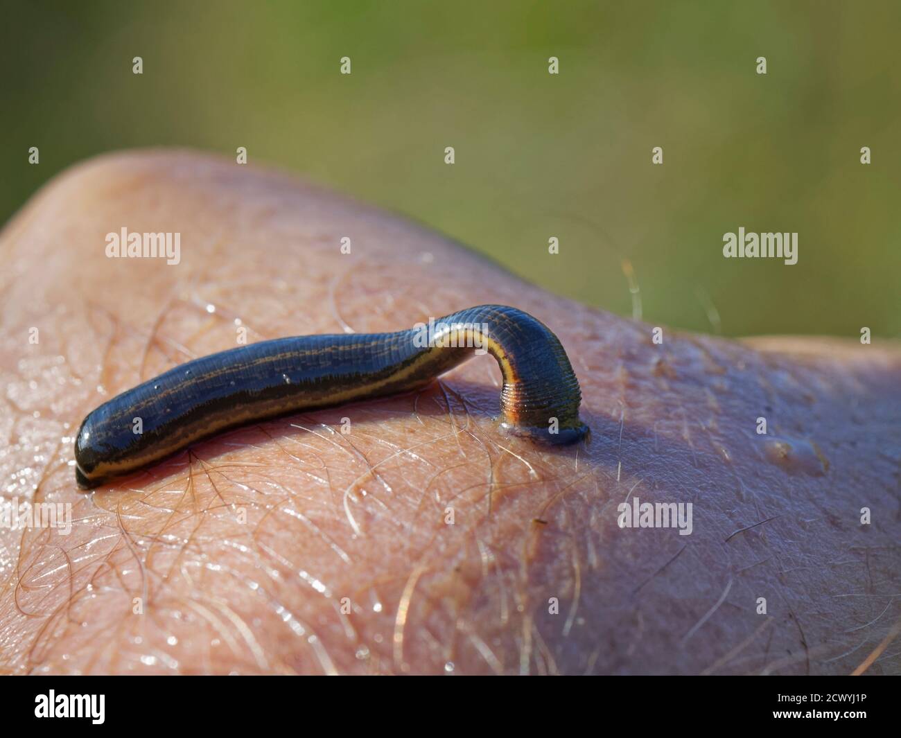 Medizinische Lauche (Hirudo medicinalis), eine seltene geschützte Art in Großbritannien, an der Hand des Fotografen mit posteriorem Sauger befestigt, Dorset, Großbritannien, Juni. Stockfoto