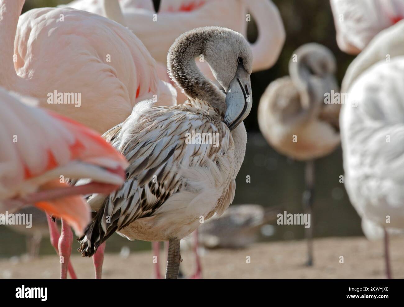 Großer Flamingo (phoenicoperus roseus) juvenil Stockfoto