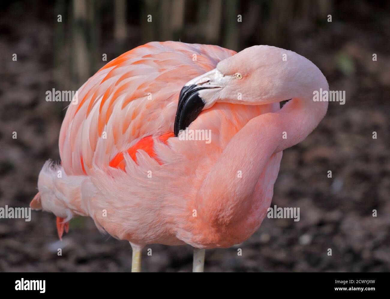 Chilenische Flamingo (Phoenicopterus Chilensis) Stockfoto
