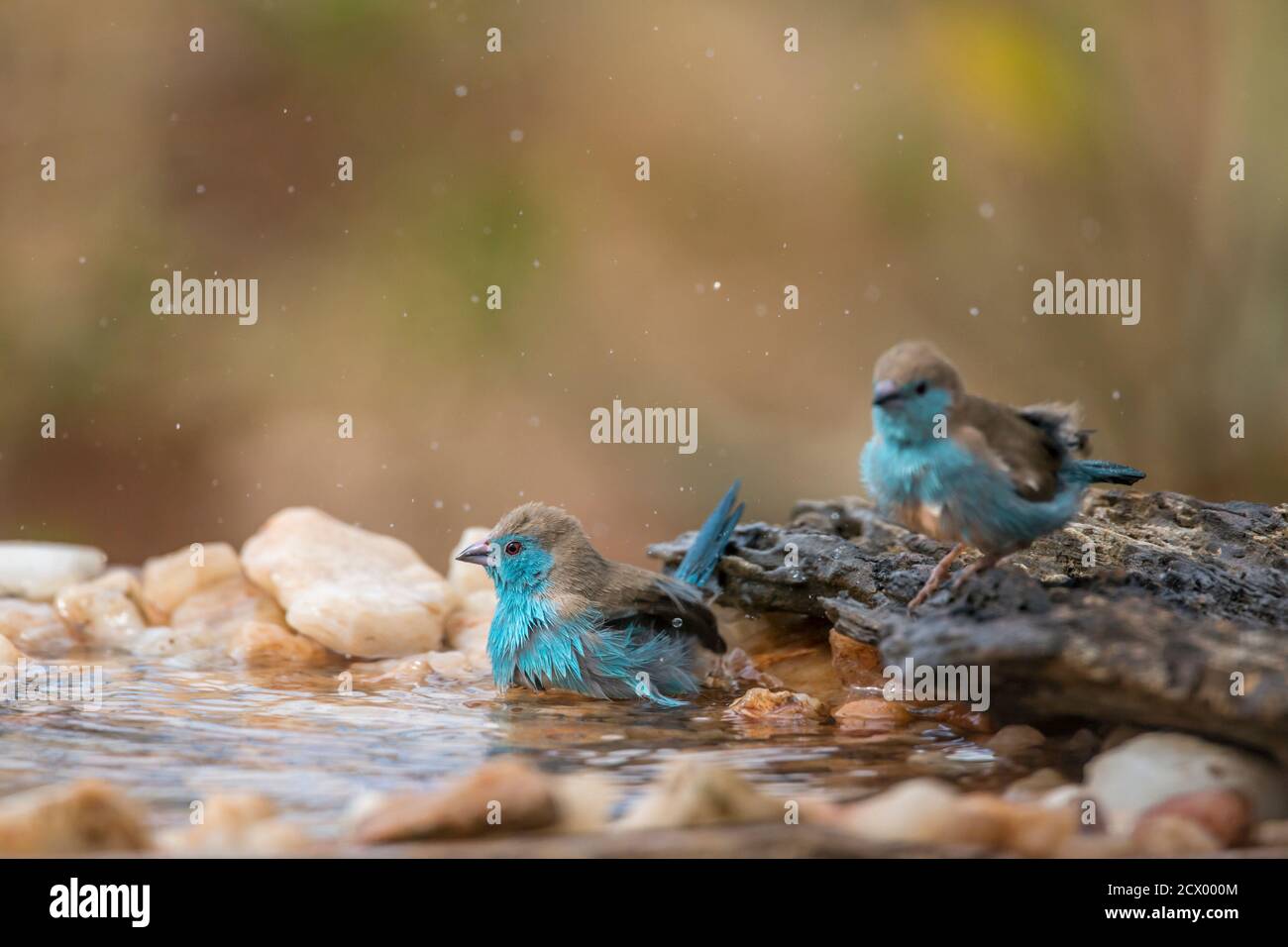 Zwei Blaureiher Cordonbleu Baden im Wasserloch im Kruger Nationalpark, Südafrika; specie Uraeginthus angolensis Familie von Estrildidae Stockfoto