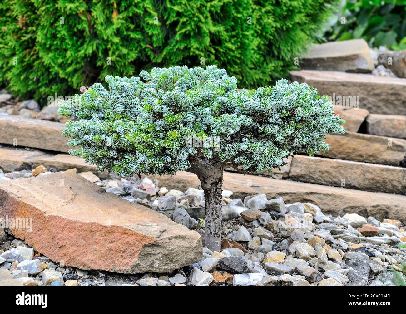 Zwerg Nadelbäume immergrüne Pflanze Korean Fir 'Kohouts Icebreaker' (Abies koreana) in steinigen Gartenlandschaft. Seltene Sorte mit silbernen gebogenen Nadeln. Stockfoto