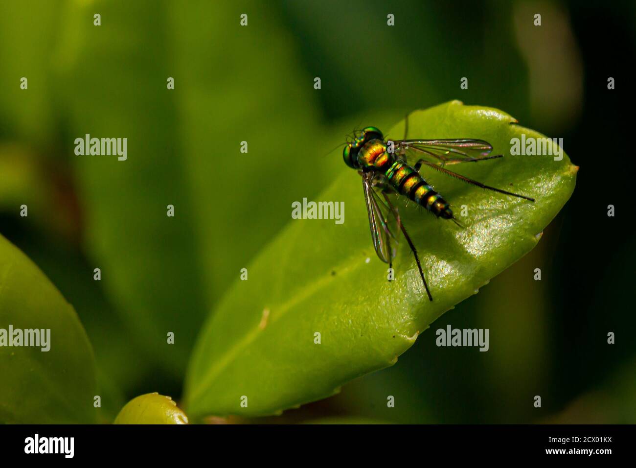 Nahaufnahme eines CondyloStylus caudatus fliegen auf einem Blatt. Das Makrolinsenbild zeigt die Details des schlanken, haarigen Gehäuses, der leuchtenden metallisch-grünen Farbe und Stockfoto