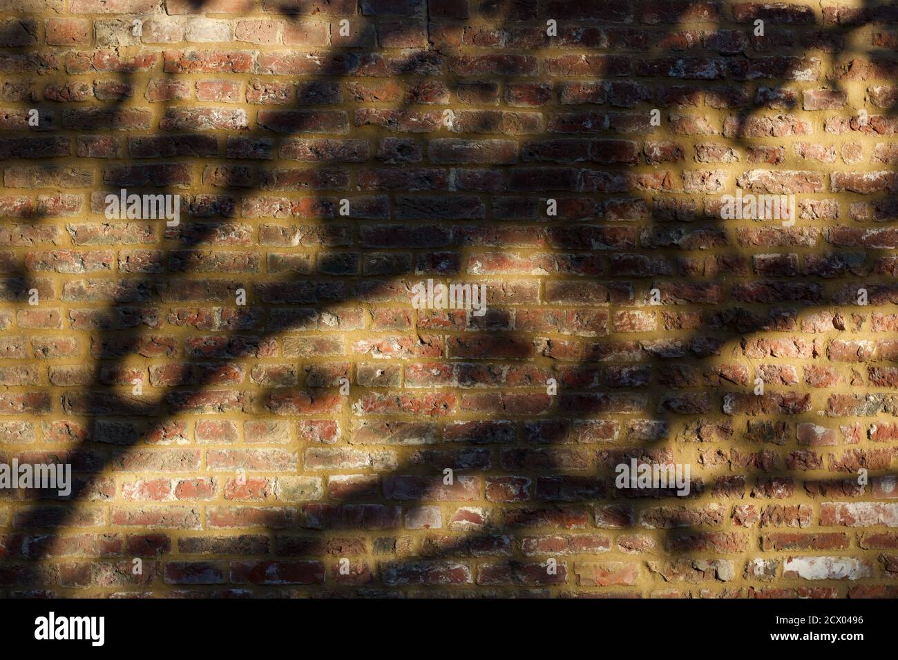 Schatten des Baumes im Herbst gegen alte verwitterte Ziegelmauer Stockfoto