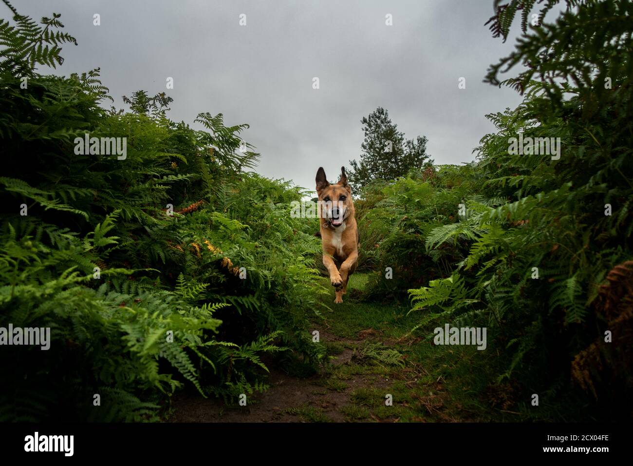 Glücklicher Hund, der auf die Kamera auf einem Weg zwischen hohen Bracken, Großbritannien, zuläuft Stockfoto