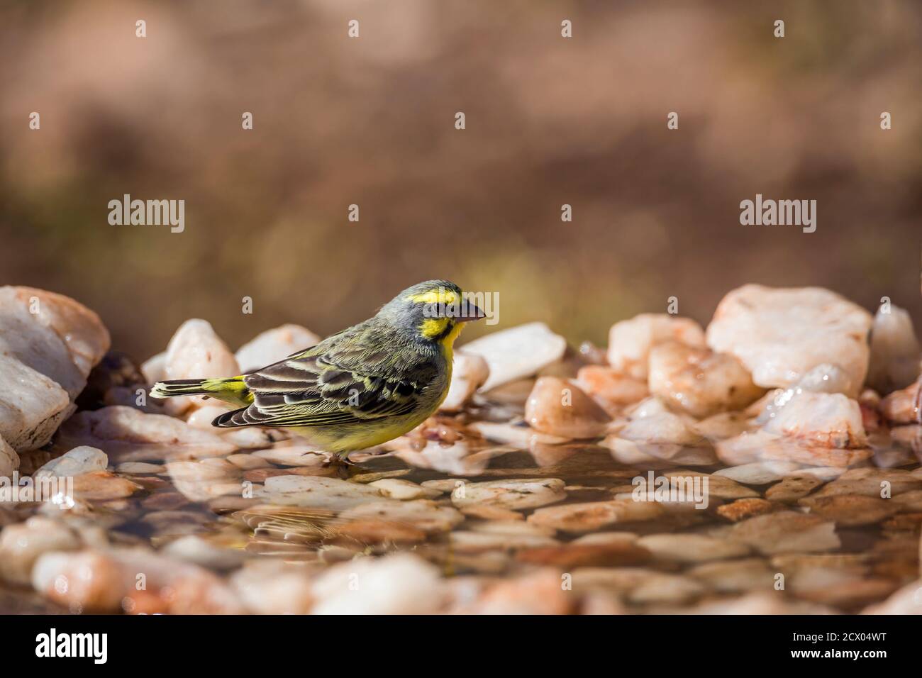 Gelber Kanarienvogel trinkt am Wasserloch im Kruger Nationalpark, Südafrika; specie Crithagra mozambica Familie von Fringillidae Stockfoto