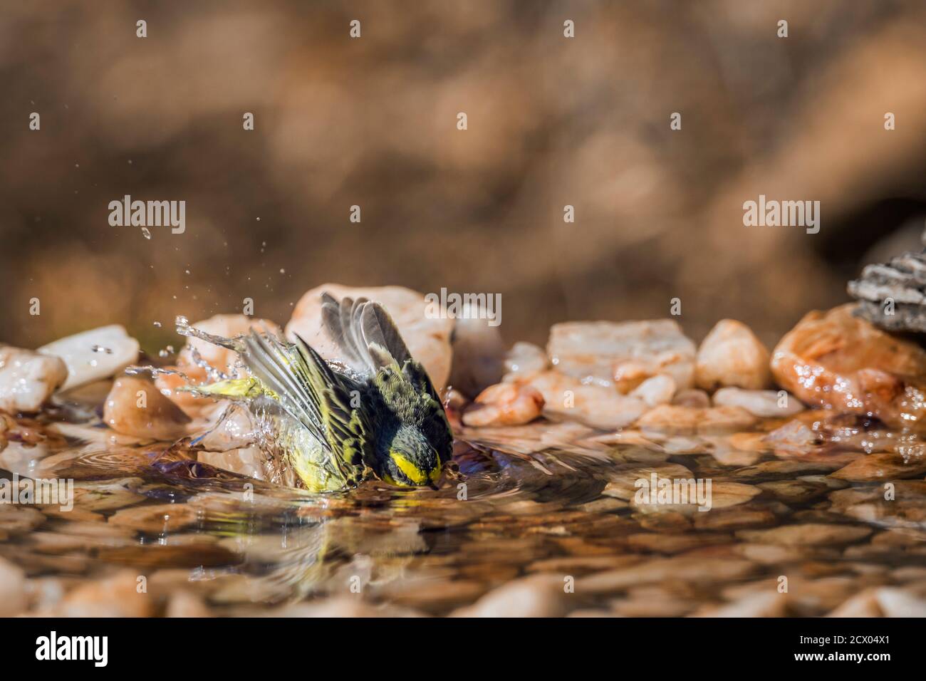 Gelber Kanarienstrand am Wasserloch im Kruger Nationalpark, Südafrika; specie Crithagra mozambica Familie von Fringillidae Stockfoto