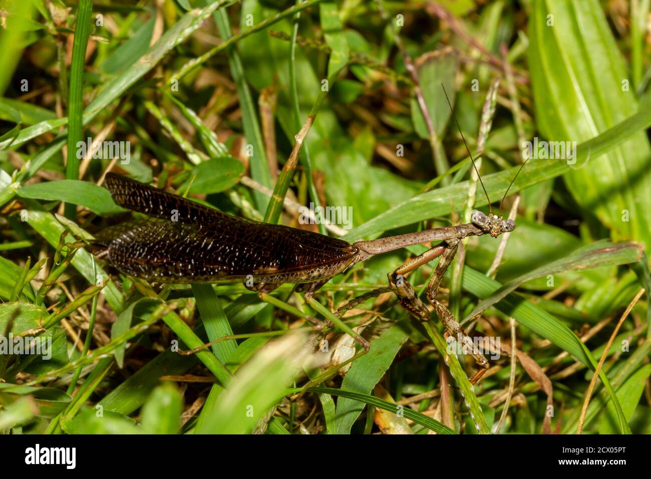 Ein Nahaufnahme-Makrolinsenbild einer erwachsenen Carolina-Mantis im Grasland. Das Bild zeigt Details seines zusammengesetzten Auges, seiner dunklen Flügel und seiner Beine Stockfoto