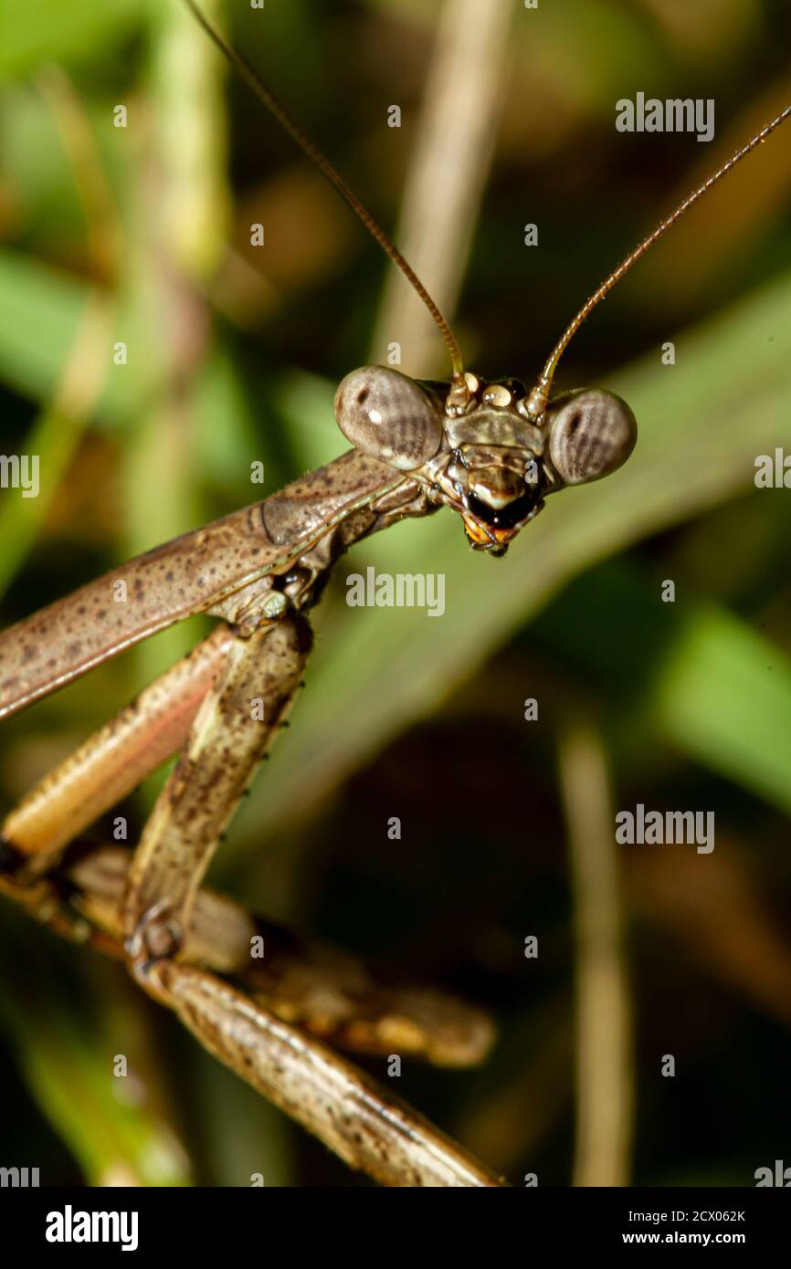 Eine Nahaufnahme eines Makroobjektivs mit Kopf von einer erwachsenen Carolina-Mantis auf einer Pflanze. Bild zeigt Details seiner Verbindung Auge, Mund Stücke und Antenne wie wir Stockfoto
