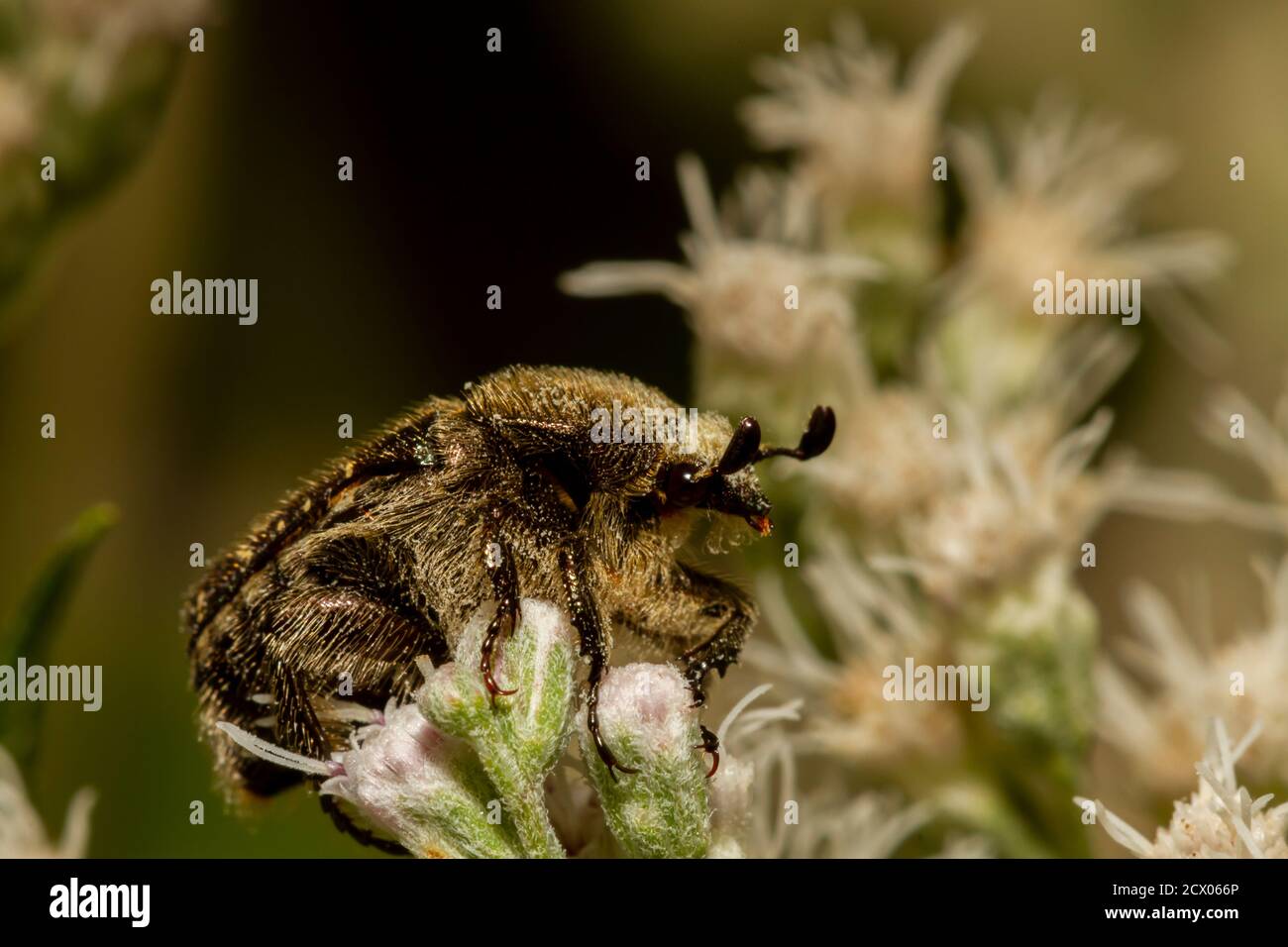 Makrofotografie eines haarigen dunkelbraunen Blütenkäfer (eine Unterteilung von Skarabäen) auf weißer gemeiner Knochenblüte. Diese Bugs führen Biene wie Stockfoto