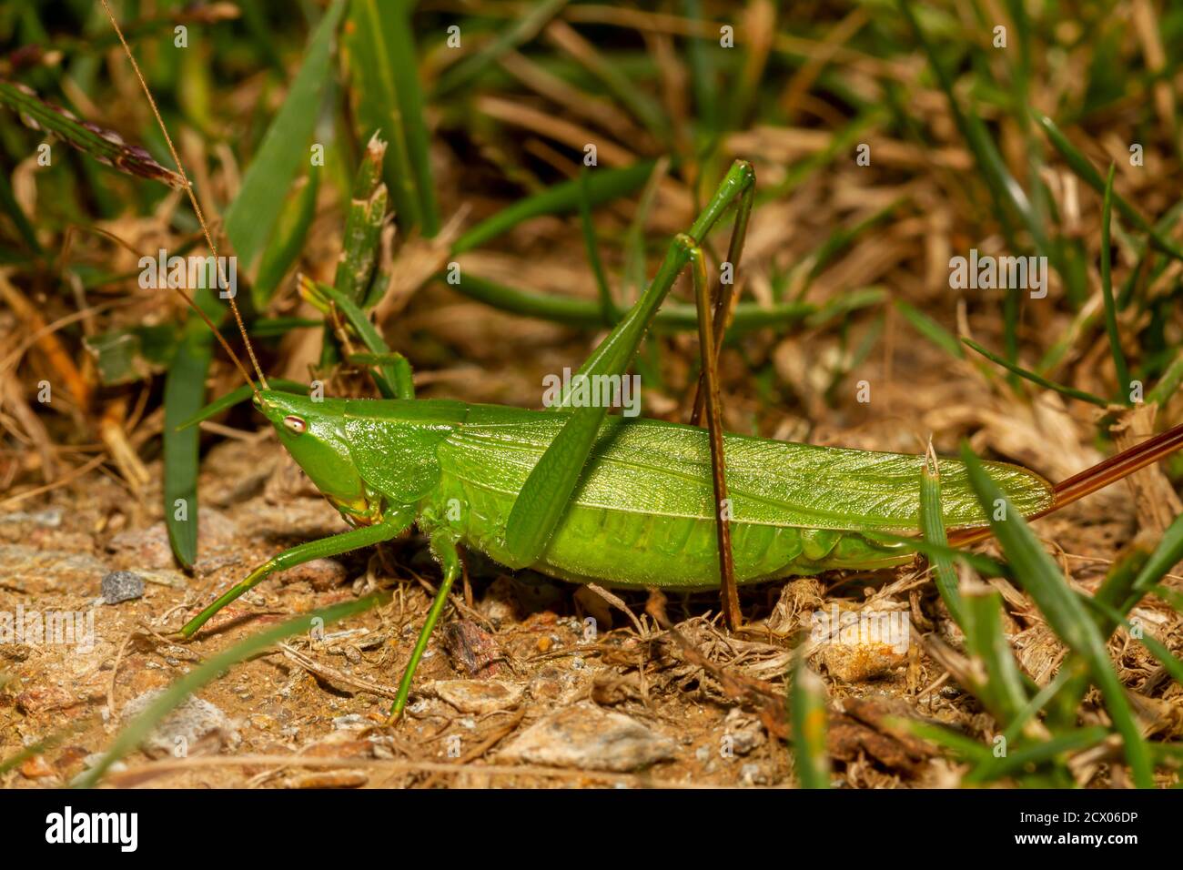 Conocephalus fasciatus (schlanke Wiese katydid) ist eine grüne katydid aus Nordamerika. Es ahmt die Form der grünen Blätter mit seiner grünen Schrägverformung nach Stockfoto