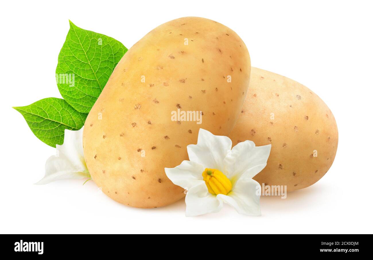 Isolierte Kartoffeln. Zwei rohe Kartoffelfrüchte, Blätter und Blumen isoliert auf weißem Hintergrund Stockfoto