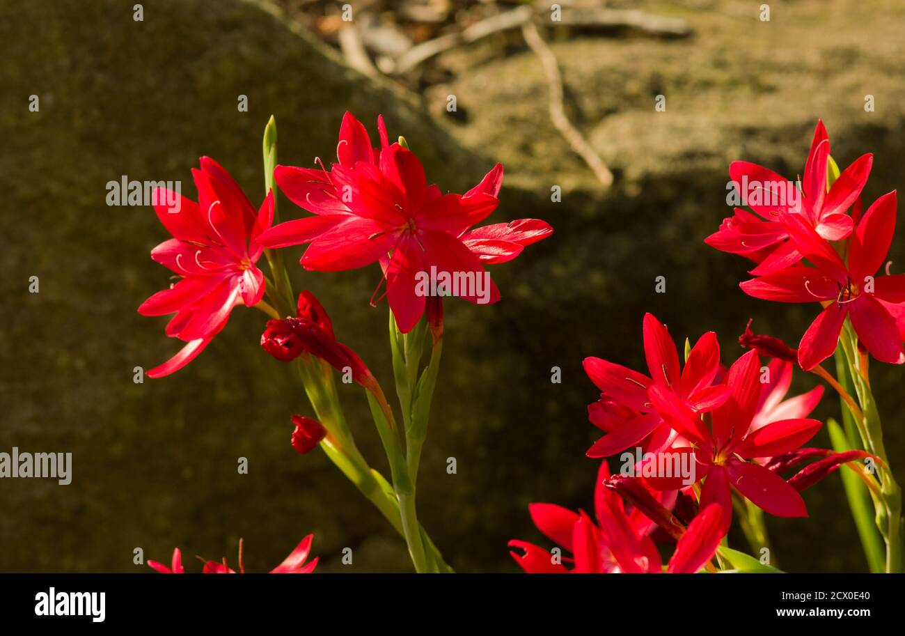 Hesperantha coccinea, Flusslilie oder Karmesinflagge Lilie Stockfoto