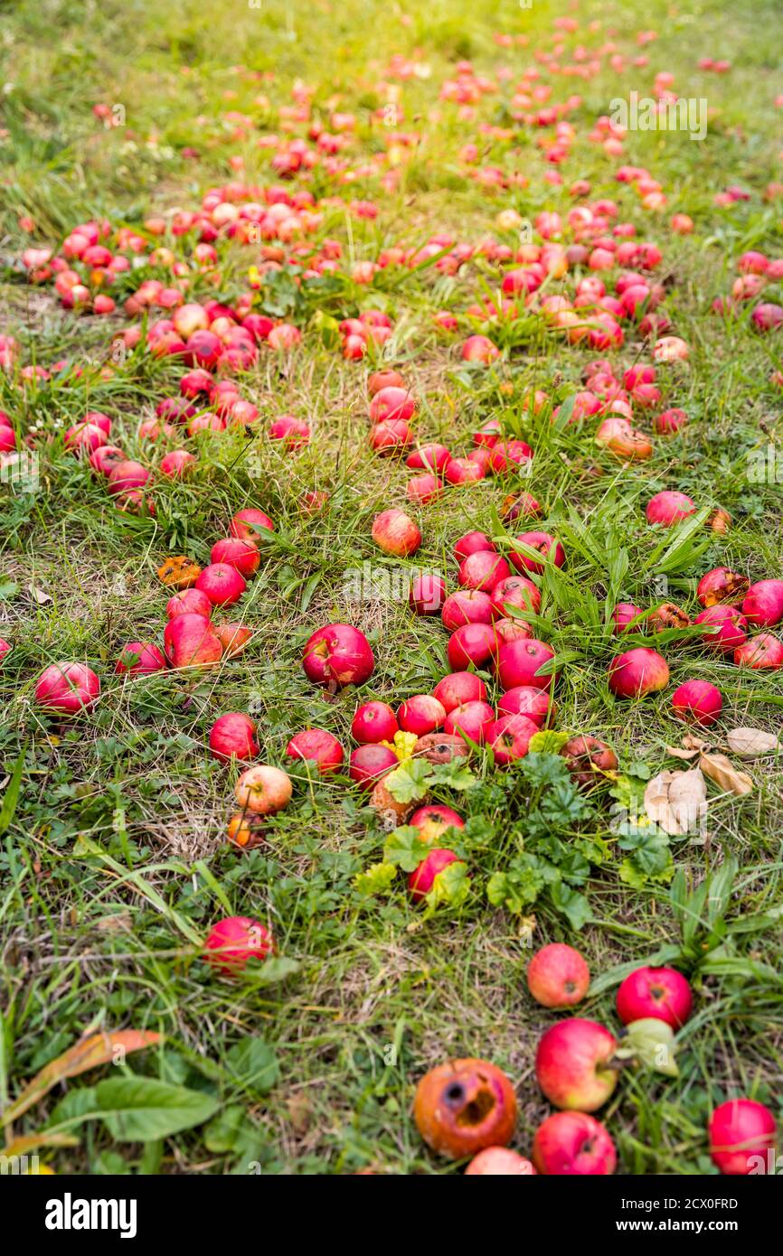 Gefallen rote Äpfel auf dem Boden. Herbst, Ernte, natürlicher Hintergrund. Selektiver Fokus. Stockfoto
