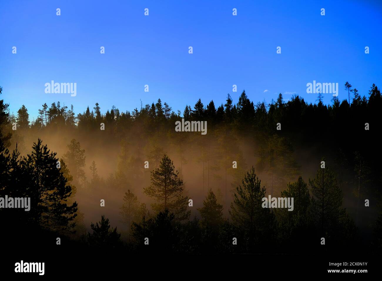 Sonnenstrahlen Sonnenstrahlen, die durch Kiefern im Wald mit nebligen strömen Nebel Morgenwärme Stockfoto