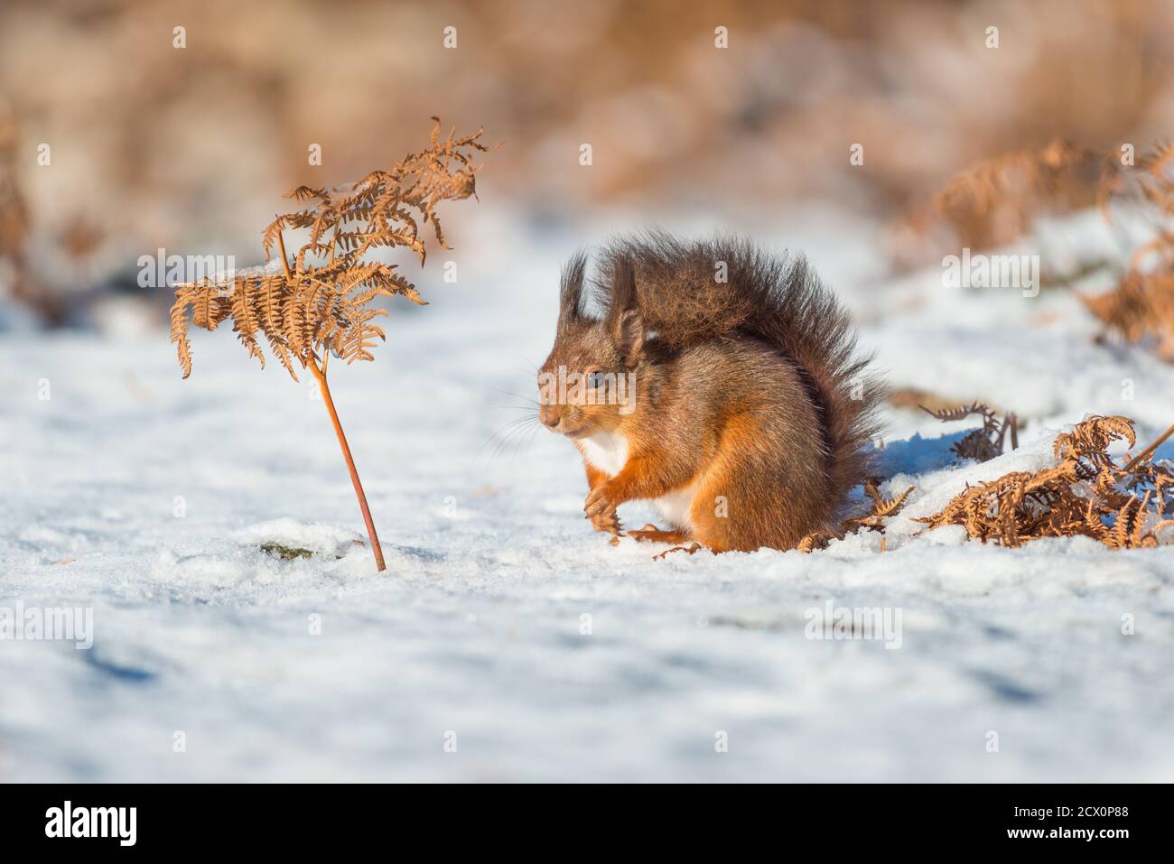 Eurasische Rothörnchen füttern & spielen auf dem schneebedeckten Boden, geschützt vor dem kalten Wetter mit seinem Wintermantel & Schwanz Stockfoto