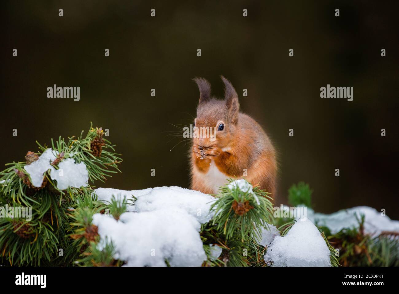 Eine eurasische Eichhörnchen füttern und spielen in den schneebedeckten Zweigen der Pinie, vom kalten Wetter mit ihren Wintermäntel geschützt Stockfoto