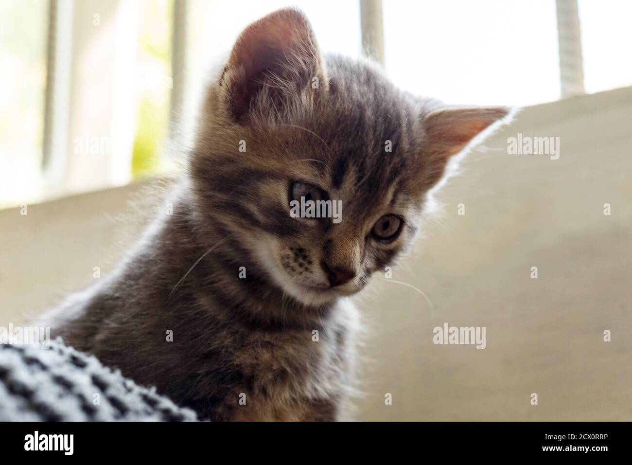 Verlassene Katze im Käfig. Tierheim. Hoffnung auf Haustieradoption. Stockfoto