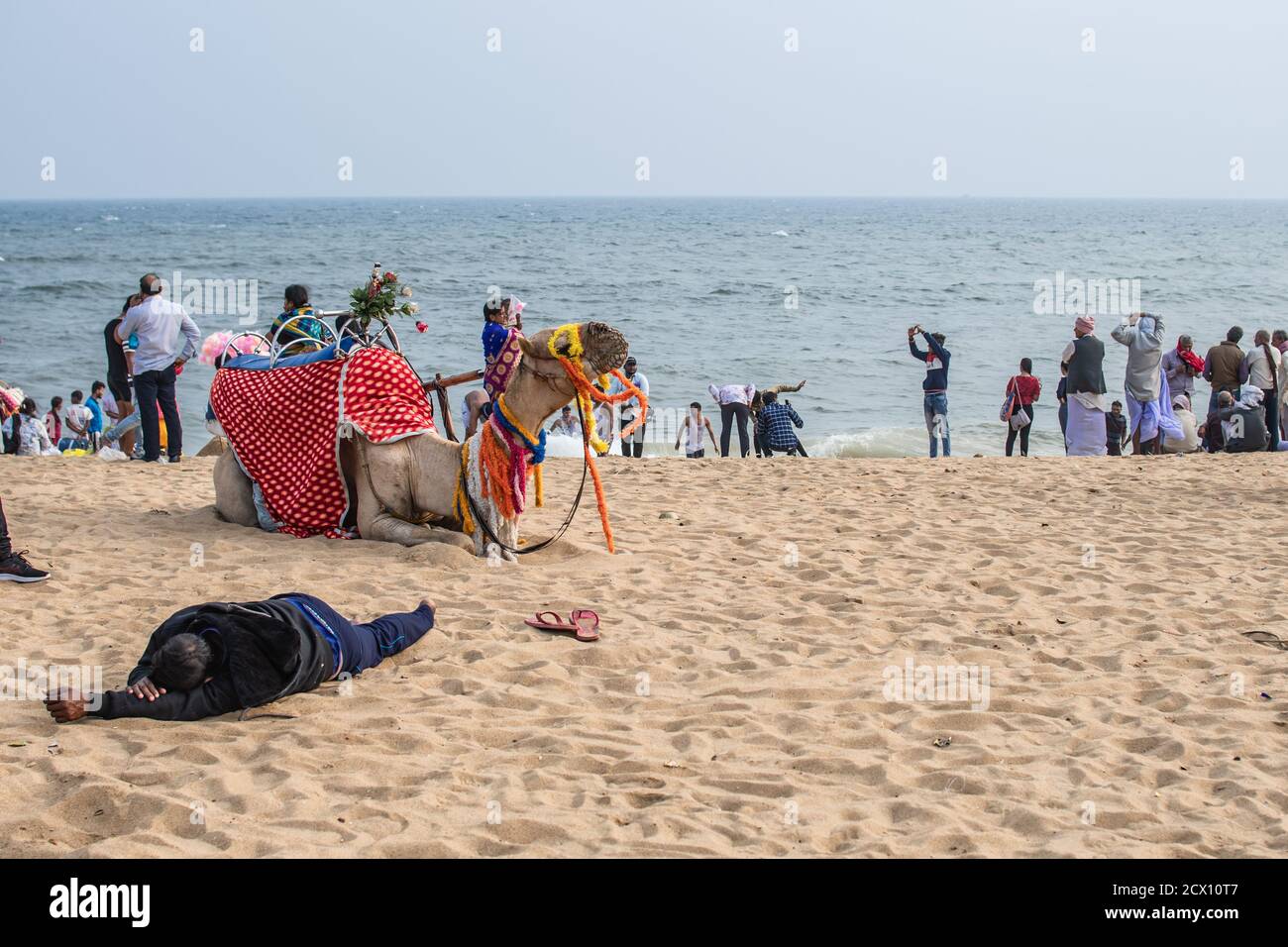 Puri, Indien - 3. Februar 2020: Ein dekoriertes Kamel ruht am Strand mit unbekannten Menschen in der Nähe und der Horizont im Hintergrund am 3. Februar, Stockfoto