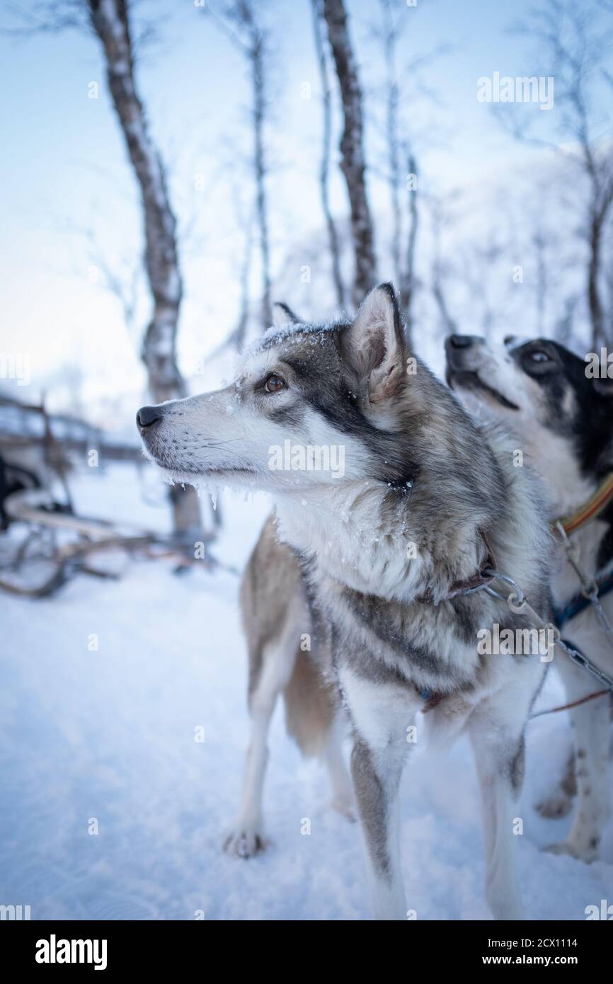 Grauer Schlitten ziehender Hund schaut weg. Norwegen. Stockfoto