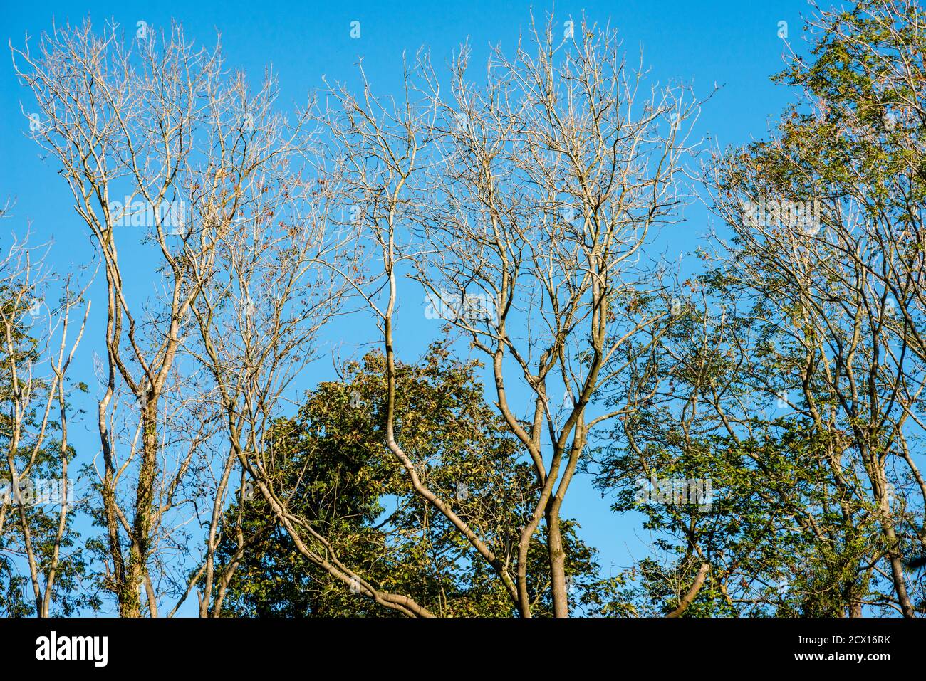 Große und hohe Bäume sind in Wäldern gesehen natürliche treescape auf malerischen Waldweg. Sanftes, hintergrundbeleuchtetes Bild, wenn die Nachmittagssonne durch Äste und Baumstämme scheint Stockfoto