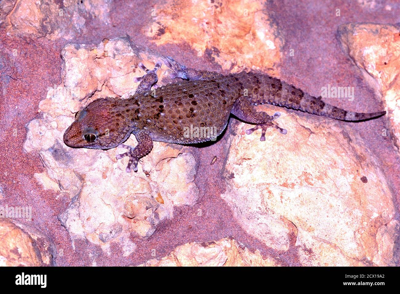 Bibron's dickkrössiger Gecko, Pachytactylus bibronii, Gekkonidae, Reptil, Tier, Ausgrabies Falls National Park, Südafrika Stockfoto