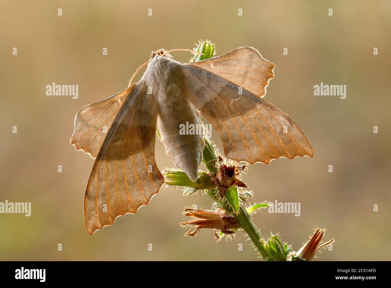 Motte, Hawk Moth, Sphingidae, Schweiz, Natur, Insekt, Laothoe populi, Pappel-Falkenmotte Stockfoto