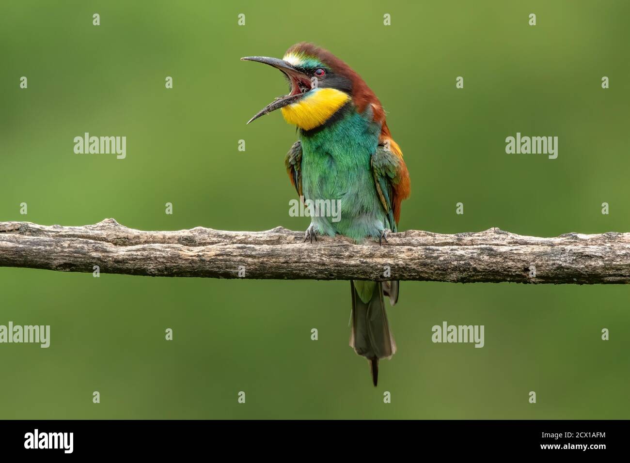 Natur, Vogel, Wild, bunt, Deutschland, Kaiserstuhl, Merops apiaster, Europäischer Bienenfresser, Bienenfresser Stockfoto