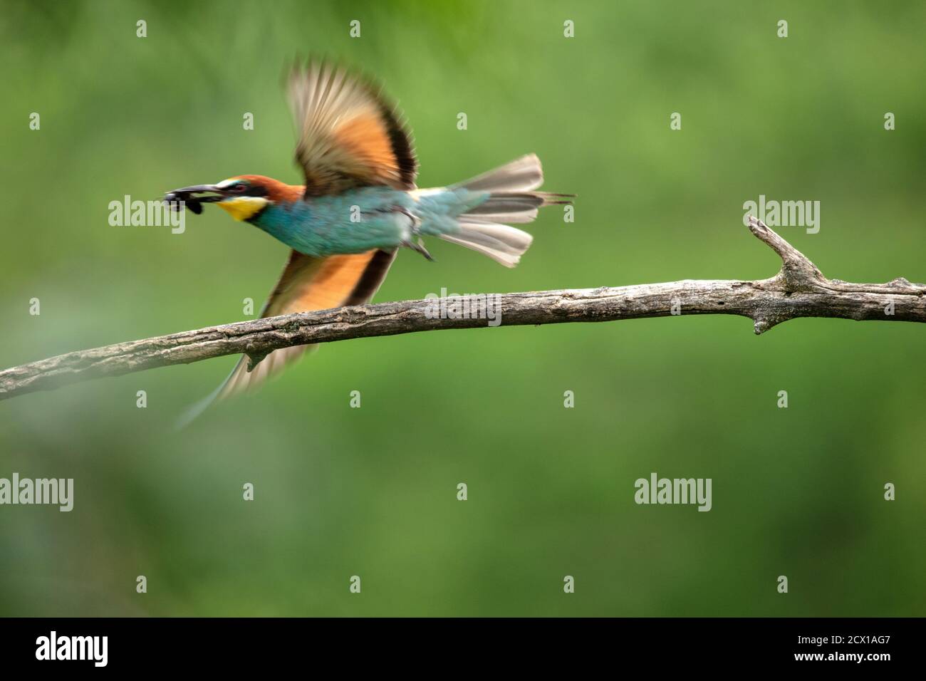 Natur, Vogel, Wild, bunt, Deutschland, Kaiserstuhl, Merops apiaster, Europäischer Bienenfresser, Bienenfresser Stockfoto