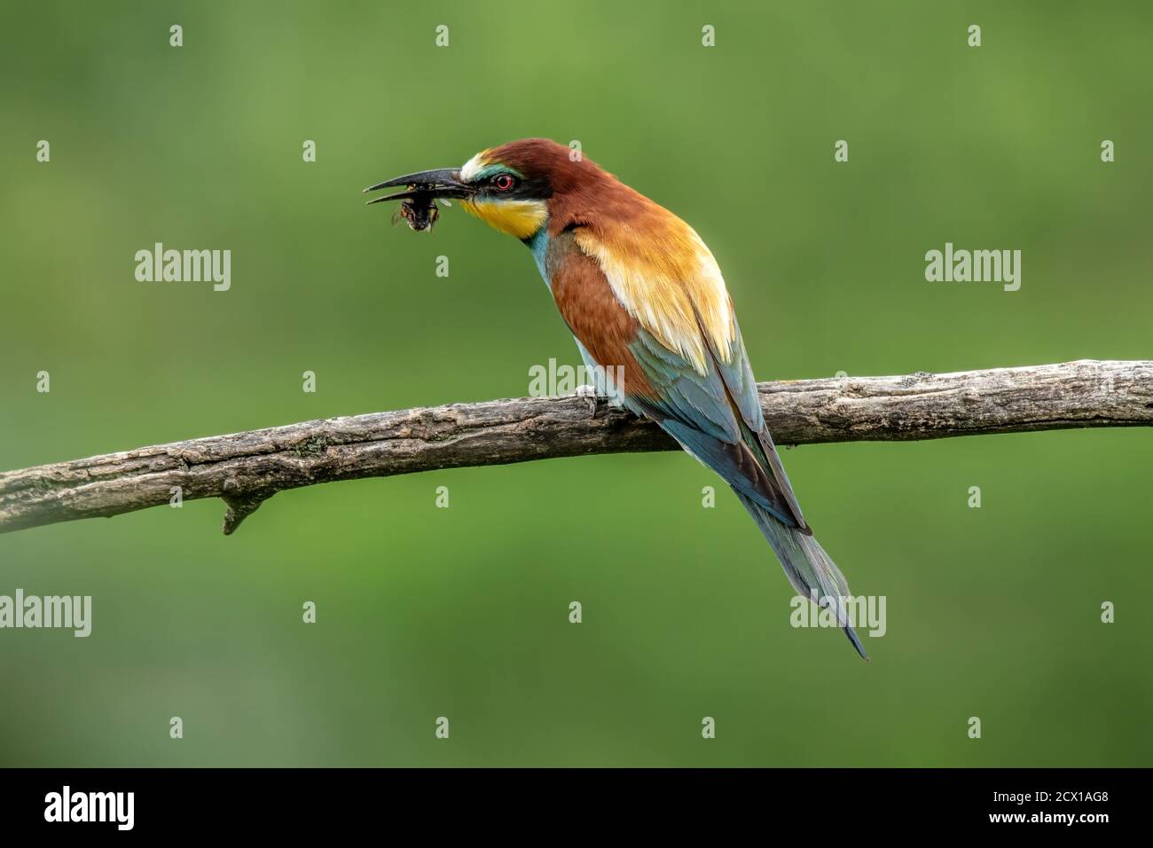 Natur, Vogel, Wild, bunt, Deutschland, Kaiserstuhl, Merops apiaster, Europäischer Bienenfresser, Bienenfresser Stockfoto