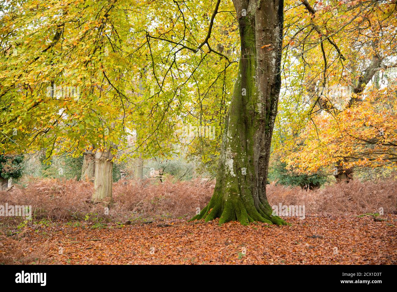 Ein einzelner Baum, isoliert, im Herbst. Stockfoto