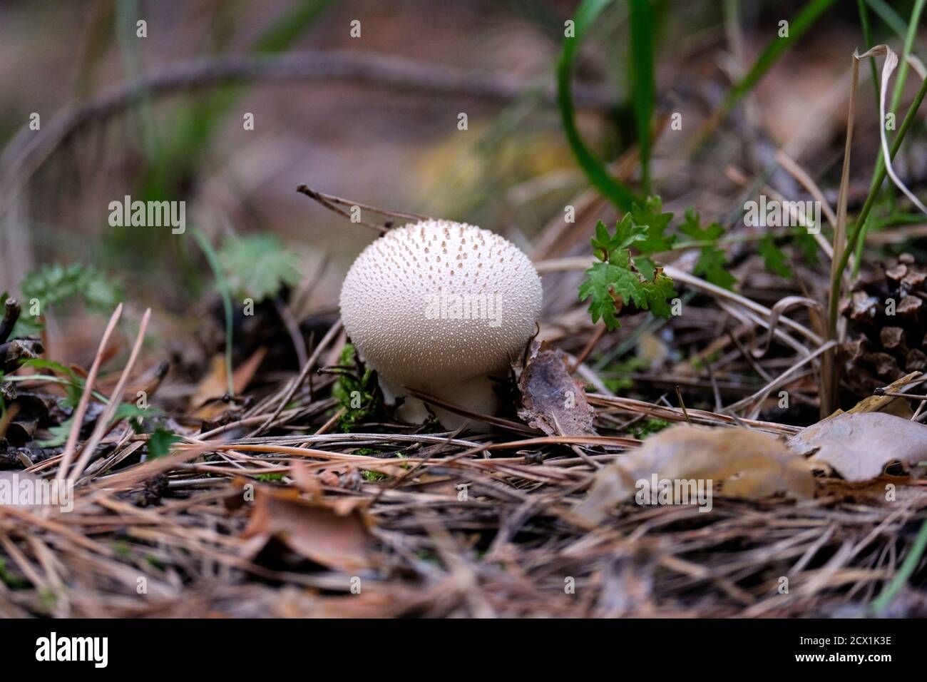 Weißer Rundpilz wächst im Wald. Dunkles Foto, unscharfer Hintergrund. Stockfoto