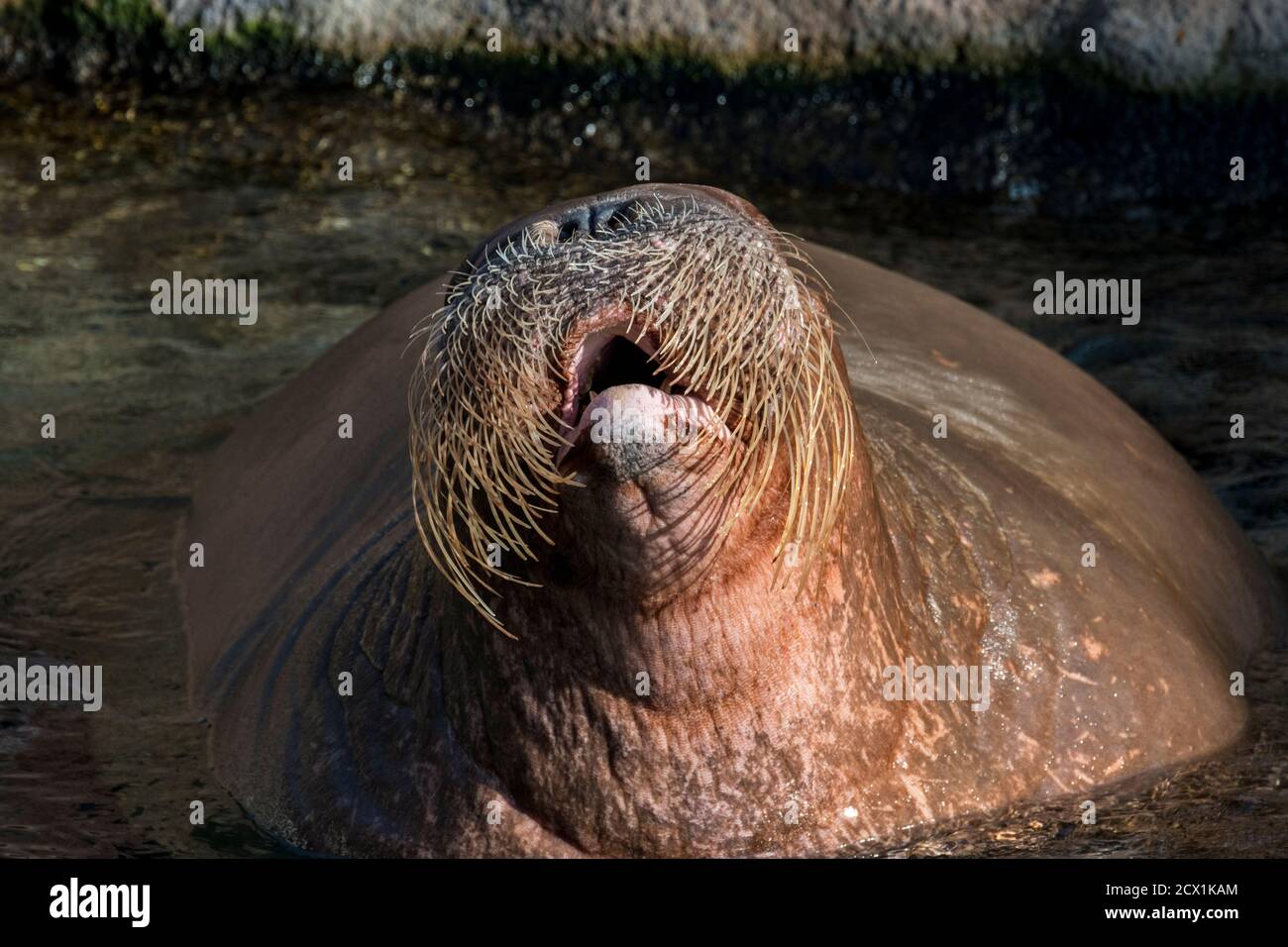 Walross (Odobenus rosmarus) im Wasser schwimmen, Nahaufnahme des Kopfes zeigt Schnurrhaare / Vibrissae Stockfoto