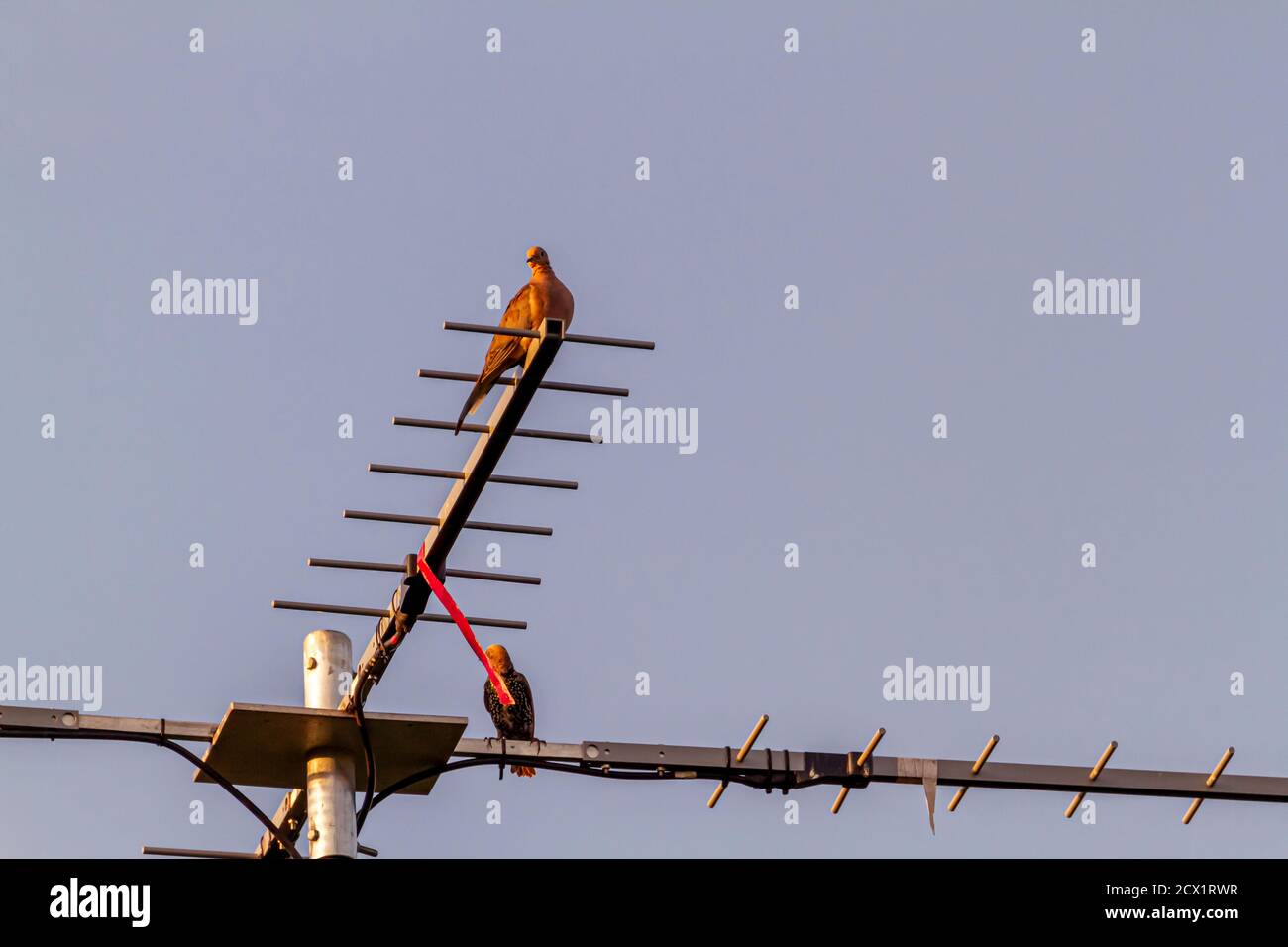 Eine Straßentaube (Columba livia) sitzt auf einer T-förmigen Fernsehantenne im Retro-Stil, die auf einer Stange auf dem Dach montiert ist. Es gibt noch einen Vogel Stockfoto