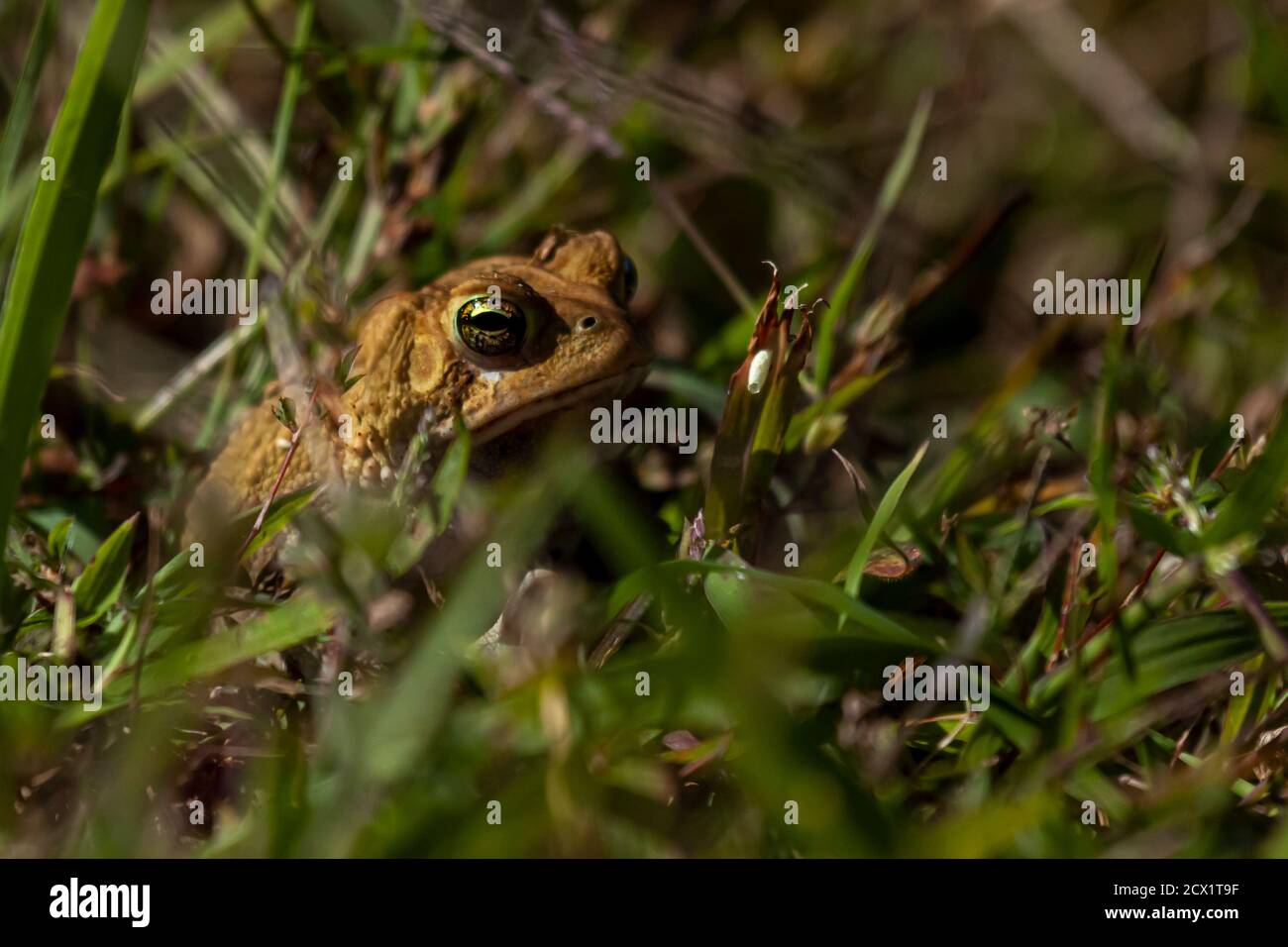Bild einer Ostasiatischen Kröte (anaxyrus americanus americanus) eine einheimische Amphibie, die im Osten der USA und Kanada gefunden wurde. Diese braune warty Kröte ist zu sehen Stockfoto